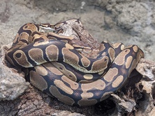 ボールニシキヘビ・Python regius