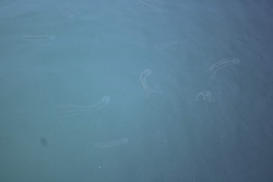 あんどんくらげ・アンドンクラゲ・行灯水母・Carybdea brevipedalia