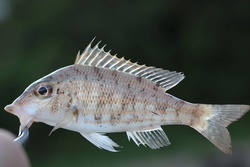 いとふえふき・イトフエフキ・Lethrinus genivittatus Valenciennes