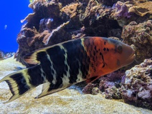 やしゃべら・ヤシャベラ・Cheilinus fasciatus