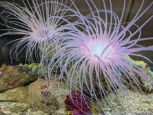 はなぎんちゃく・ハナギンチャク・花巾着・Cerianthidae