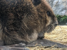 アメリカビーバー・American Beaver・Castor canadensis