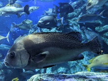 こしょうだい・コショウダイ・胡椒鯛・Plectorhinchus cinctus