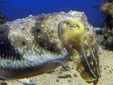 こぶしめ・コブシメ・Sepia latimanus