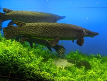アリゲーター・ガー・Atractosteus spatula