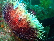ゼブラガニ・Zebrida adamsii