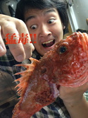 おにかさご・オニカサゴ・Scorpaenopsis cirrosa