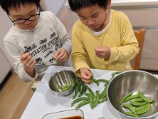 スナップエンドウ・Snap pea・Pisum sativum var. saccharatum