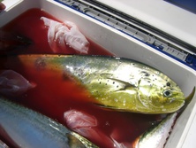 しいら・シイラ・鱪・Coryphaena hippurus