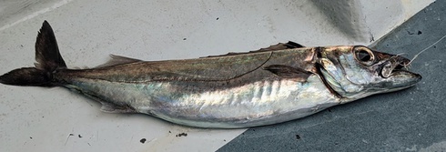 かごかます・カゴカマス・ 籠魳・Rexea prometheoides