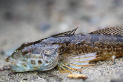あなはぜ・アナハゼ・Pseudoblennius percoides Gunther