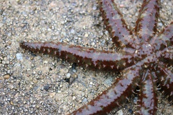 やつでひとで・ヤツデヒトデ・八つ手海星・Coscinasterias acutispina