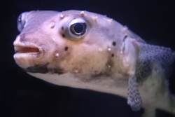 いしがきふぐ・イシガキフグ・石垣河豚・Chilomycterus reticulatus