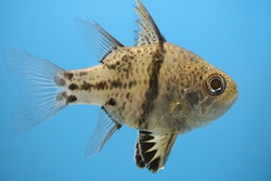 ほそすじまんじゅういしもち・ホソスジマンジュウイシモチ・Sphaeramia orbicularis