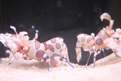 ふりそでえび・フリソデエビ・振袖海老・Hymenocera picta