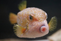 はこふぐ・ハコフグ・箱河豚・Ostraciidae
