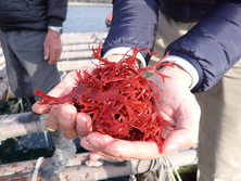 とさかのり・トサカノリ・鶏冠海苔・Meristotheca papulosa