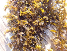 ほんだわら・ホンダワラ・Sargassum fulvellum