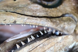 さわら・サワラ・鰆・Scomberomorus niphonius