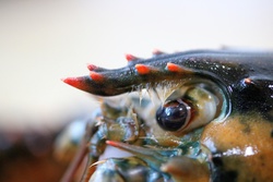 オマールエビ・Homarus americanus・ロブスター・lobster