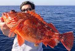 自分の寿司職人史上、一番美味しい白身魚が釣れた感動の長栄丸＠千葉県御宿町