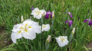 しょうぶ・ショウブ・菖蒲・Acorus calamus