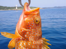 きじはた・キジハタ・雉羽太・Epinephelus akaara
