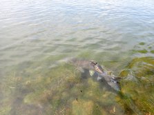 そうぎょ・ソウギョ・草魚・Ctenopharyngodon idellus・鯇魚・Cá trắm cỏ