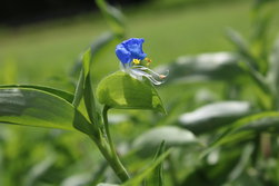 つゆくさ・ツユクサ・露草・Commelina communis