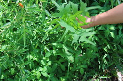 あきののげし・アキノノゲシ・秋の野芥子・Lactuca indica