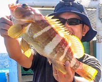 あおはた・アオハタ・Epinephelus awoara
