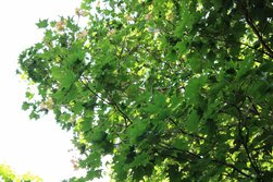 いたやかえで・イタヤカエデ・板屋楓・ Acer pictum Thunb. subsp. mono