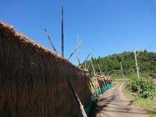 里山里海の世界農業遺産 能登ではざぼしの農法にご興味のある方いらっしゃいませんか？