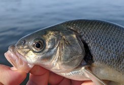 うぐい・ウグイ・鯎・Tribolodon hakonensis