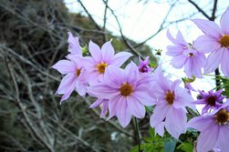 コダチダリア・木立ダリア・Dahlia imperialis