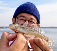 まはぜ・マハゼ・真鯊・Acanthogobius flavimanus