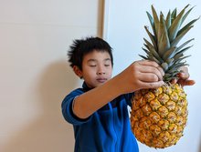 パイナップル・pineapple・Ananas comosus