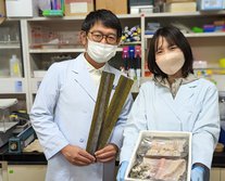 【東京大学 × すし作家】昆布締めのおいしさ形成メカニズムの解明