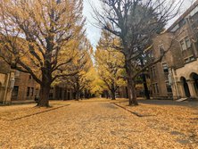 いちょう・イチョウ・ぎんなん・ギンナン・銀杏・Ginkgo biloba