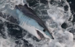 あおざめ・アオザメ・青鮫・Isurus oxyrinchus