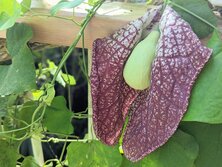 アリストロキア ブラジリエンシス・Aristolochia brasiliensis