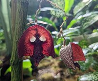 アリストロキア サルバドレンシス・Aristolochia salvadorensis