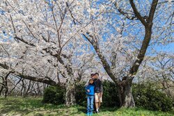 福岡城さくらまつり