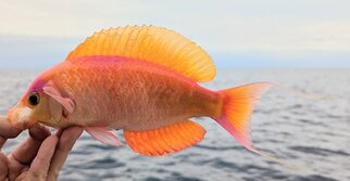 しきしまはなだい・シキシマハナダイ・Callanthias japonicus