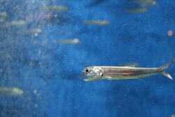 かたくちいわし・カタクチイワシ・片口鰯・Engraulis japonicus
