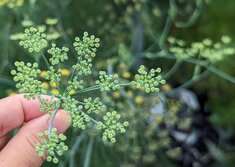 ウイキョウ（フェンネル）・Foeniculum vulgare