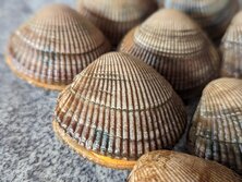 えぞいしかげがい・エゾイシカゲガイ・蝦夷石陰貝・Clinocardium californiense