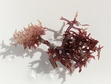 ゆみがたおごのり・ユミガタオゴノリ・Gracilaria arcuata Zanardini