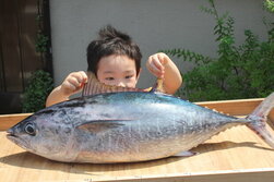 くろまぐろ・クロマグロ・黒鮪・Thunnus orientalis 