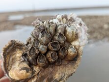 ふじつぼ・フジツボ・Balanomorpha